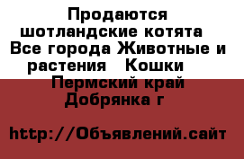 Продаются шотландские котята - Все города Животные и растения » Кошки   . Пермский край,Добрянка г.